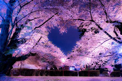 CherryBlossom/宮下玲奈 .
